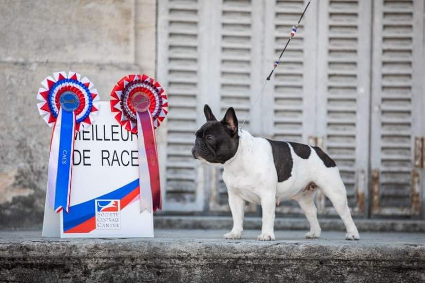 CH. Olala baby k De L'Idylle Sacrée