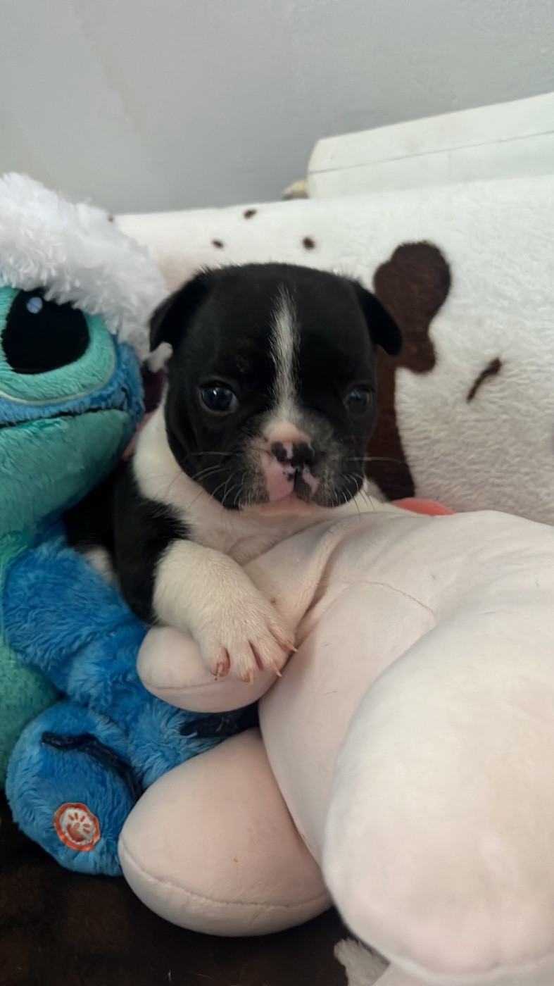 High Secret - Chiots disponibles - Bouledogue français