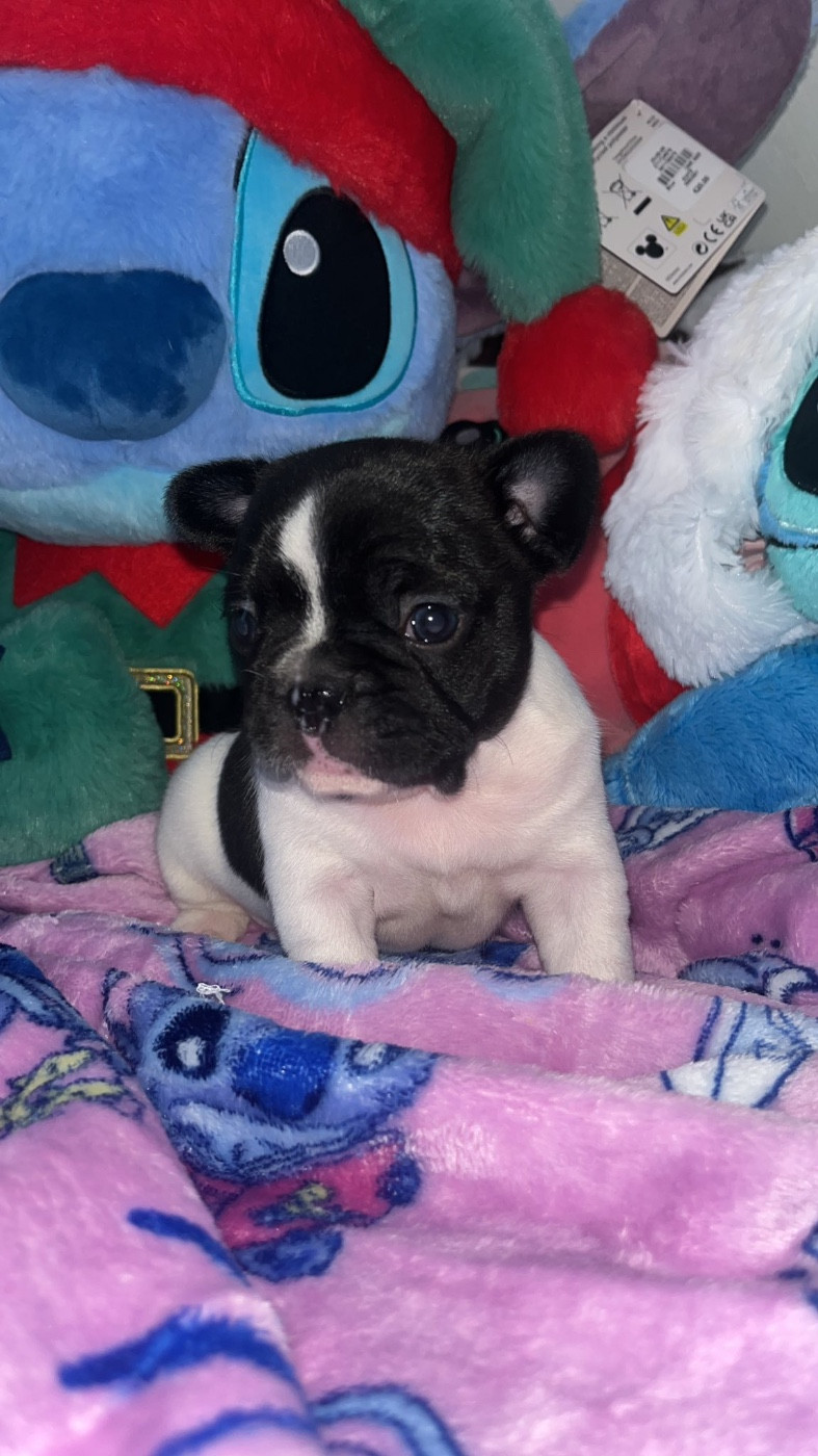 High Secret - Chiots disponibles - Bouledogue français