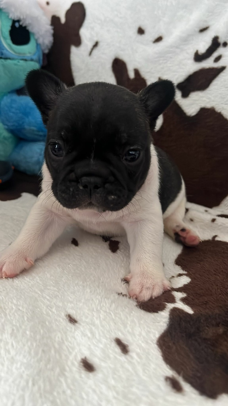 High Secret - Chiots disponibles - Bouledogue français