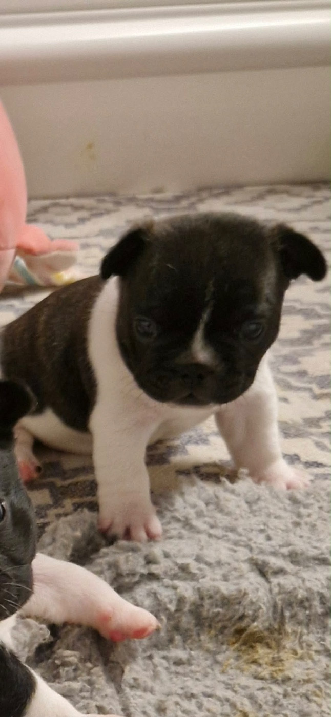 High Secret - Chiots disponibles - Bouledogue français