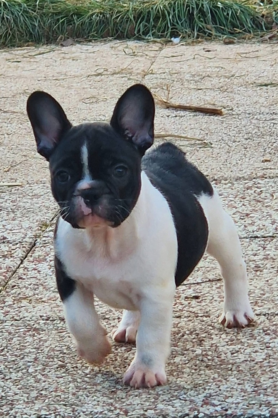 High Secret - Chiots disponibles - Bouledogue français