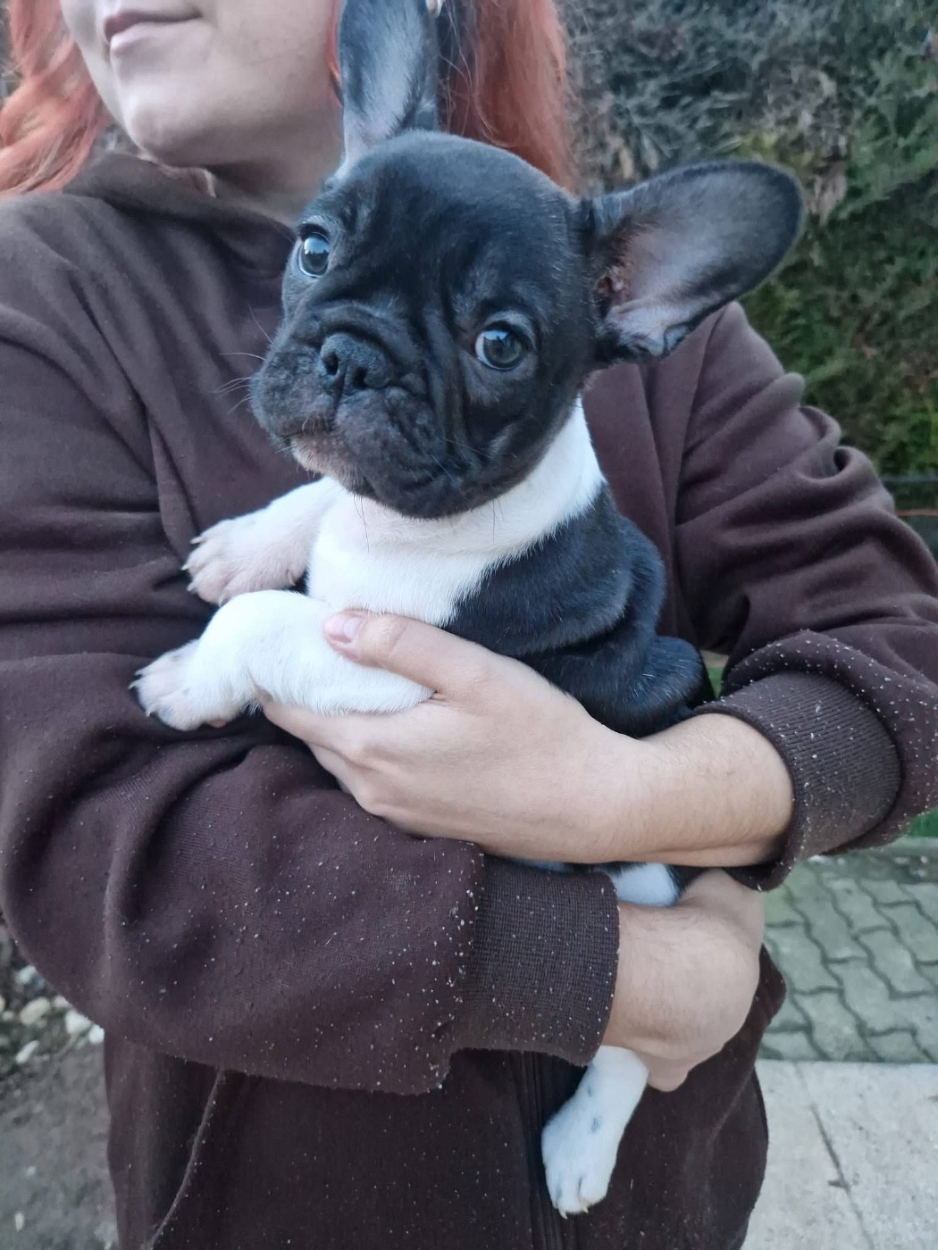 High Secret - Chiots disponibles - Bouledogue français