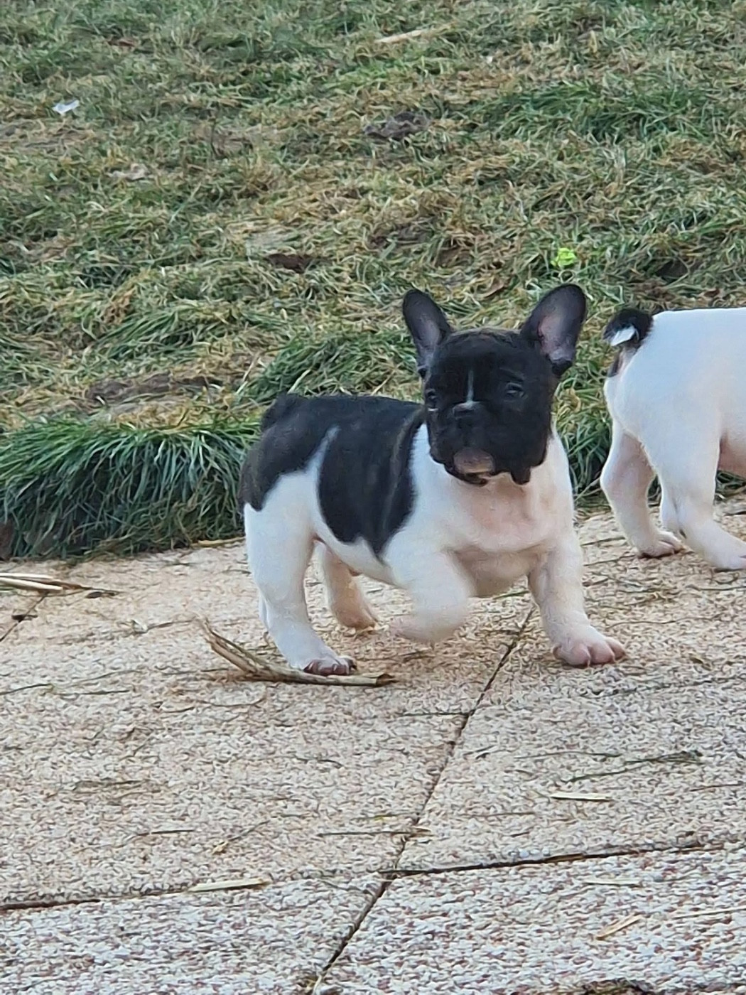 High Secret - Chiots disponibles - Bouledogue français