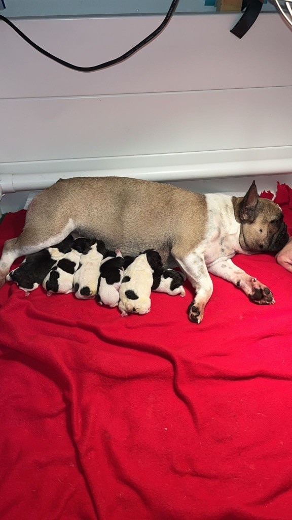 High Secret - Bouledogue français - Portée née le 20/11/2025